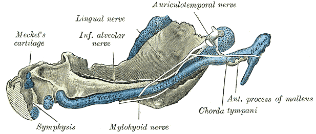 Mandible of human embryo 95 mm. long. Inner aspect. Nuclei of cartilage stippled.