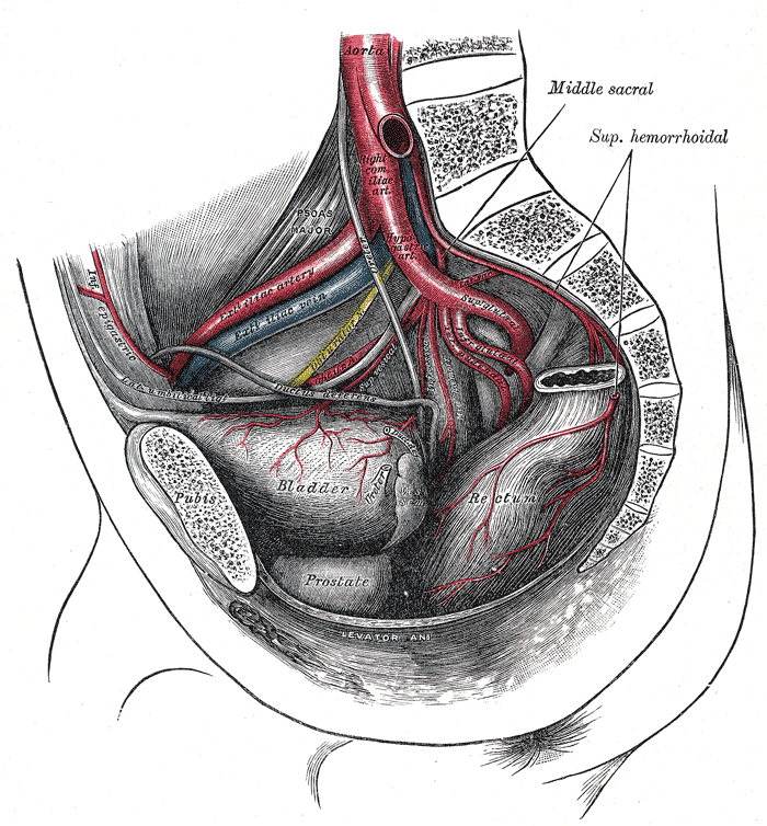 Bifurcation of the aorta and the right iliac arteries - side view.