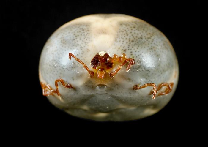 Anterior view of engorged female "lone star tick", Amblyomma americanum. - Source: Public Health Image Library (PHIL). [22]