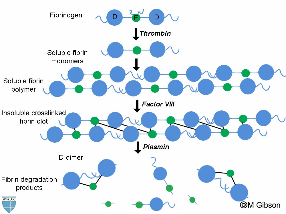 Formation of D-dimer