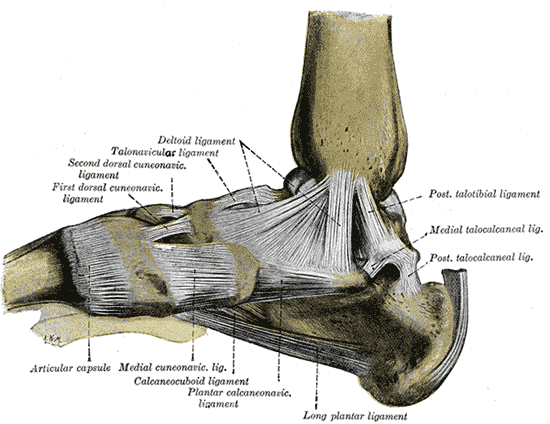 Ligaments of the medial aspect of the foot.