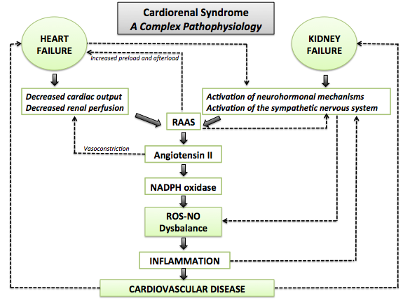 The complex pathophysiological mechanisms involved in the cardiorenal syndrome.
