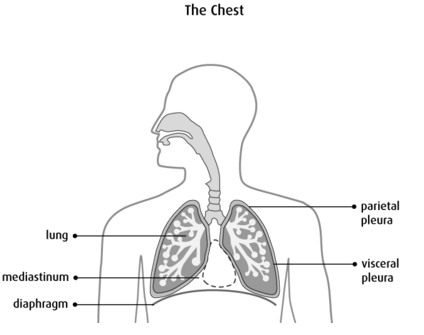 Anatomy of the chest.[2]