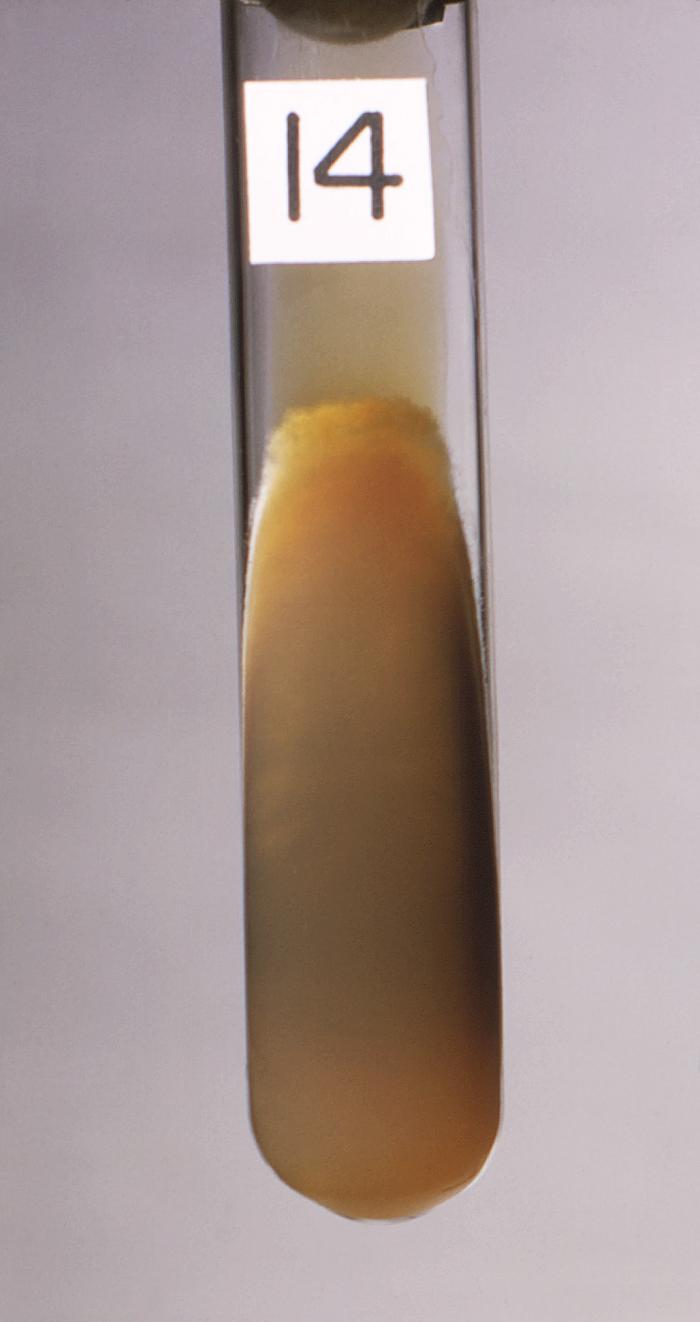 Slant culture growing Coccidioides immitis fungal organisms on a medium of glucose PhytoneTM, yeast extract. From Public Health Image Library (PHIL). [1]