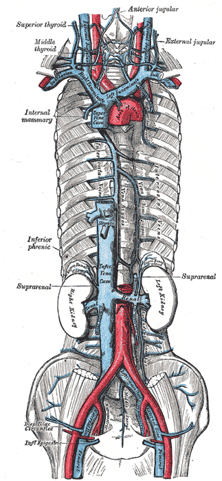 The brachiocephalic veins, superior vena cava, inferior vena cava, azygos vein and their tributaries.