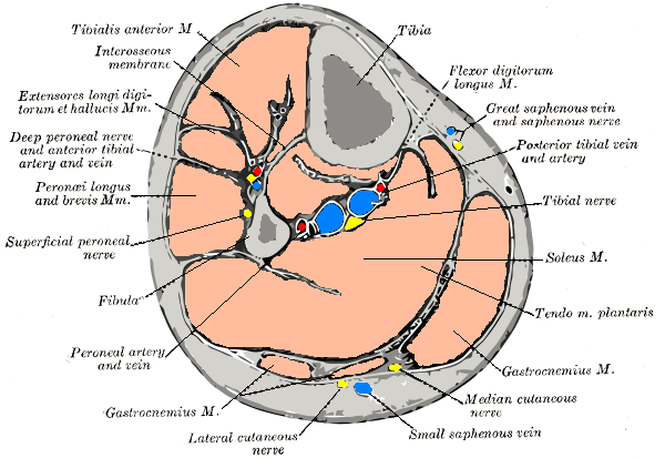 Cross-section through the middle of the leg.