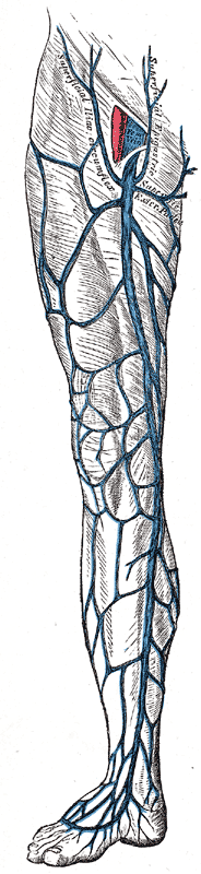 The great saphenous vein and its tributaries.