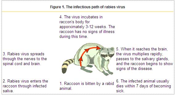 The infectious path of rabies virus in a raccoon