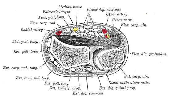 Transverse section across distal ends of radius and ulna.