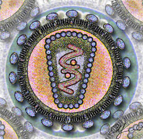 Stylized rendering of a cross section of the human immunodeficiency virus