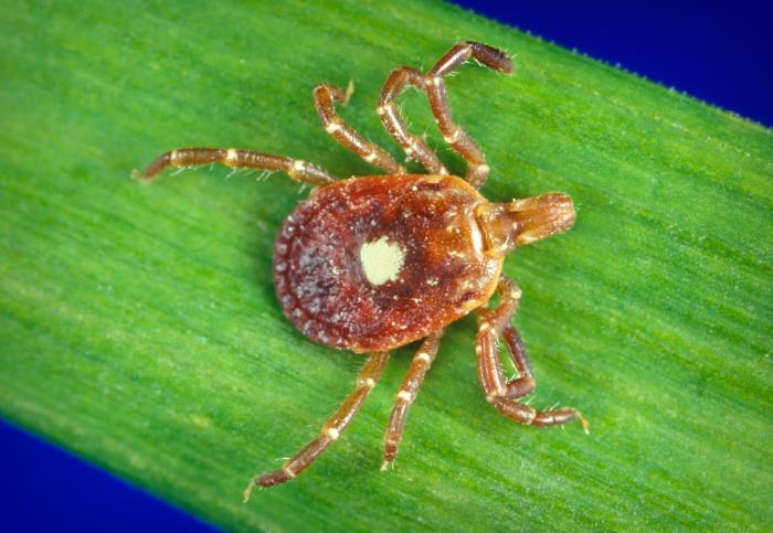 This is a female “Lone star tick”, Amblyomma americanum, and is found in the southeastern and midatlantic United States. From Public Health Image Library (PHIL). [14]