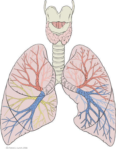 Detailed diagram of the lungs