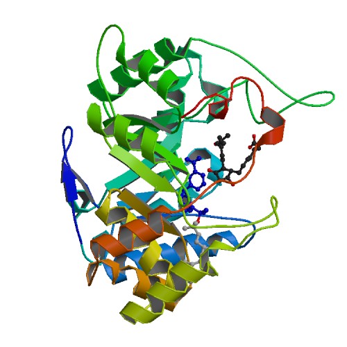 File:PBB Protein AKR1C3 image.jpg