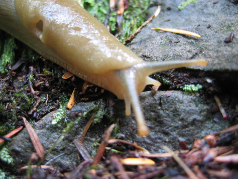 A slug from North Bend, Washington, USA