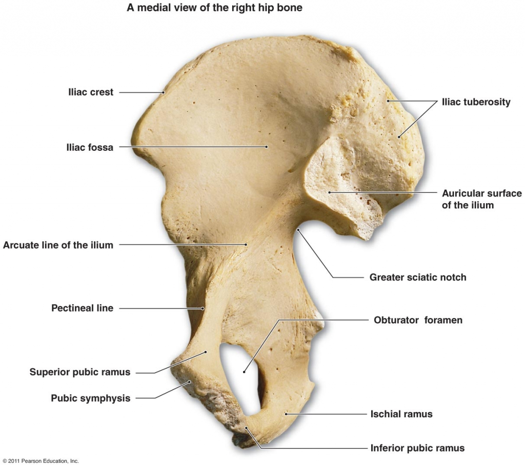 File:Anatomy-of-pubic-bone-picture-human-lesson.jpg