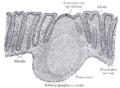 Section of mucous membrane of human rectum. X 60.