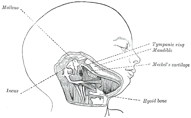 Head and neck of a human embryo eighteen weeks old, with Meckel’s cartilage and hyoid bar exposed.