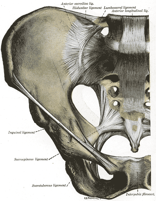 Pelvic cavity - wikidoc
