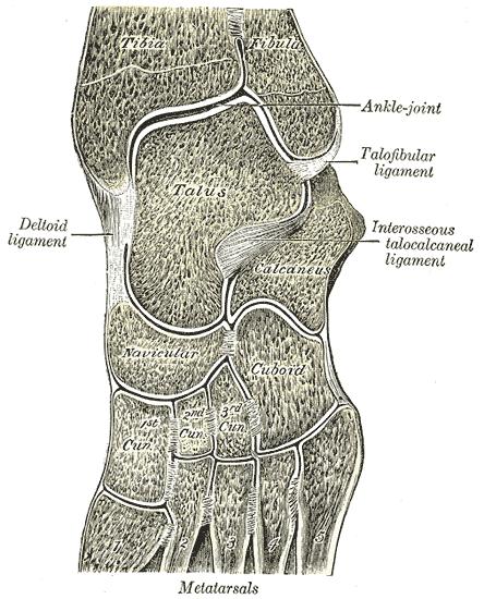 Oblique section of left intertarsal and tarsometatarsal articulations, showing the synovial cavities.