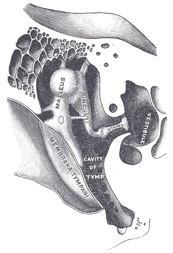 Chain of ossicles and their ligaments, seen from the front in a vertical, transverse section of the tympanum.