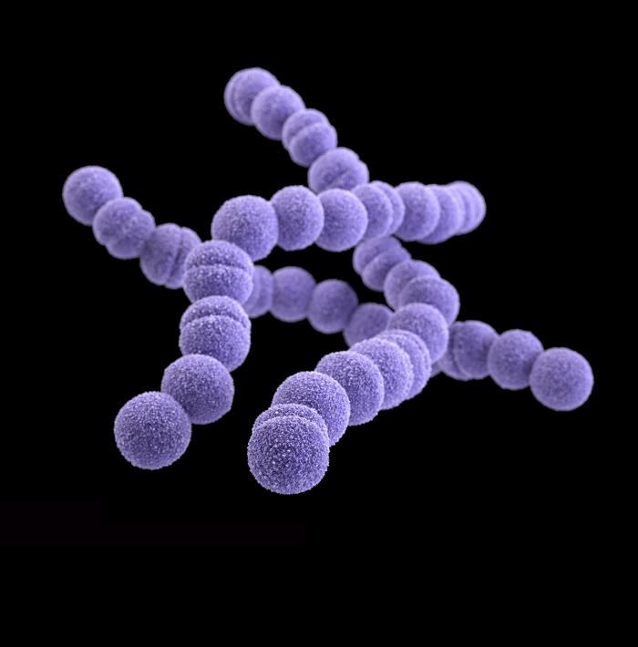 Erythromycin-resistant Group-A Streptococcus (GAS), also known as S. pyogenes, bacteria. From Public Health Image Library (PHIL). [1]