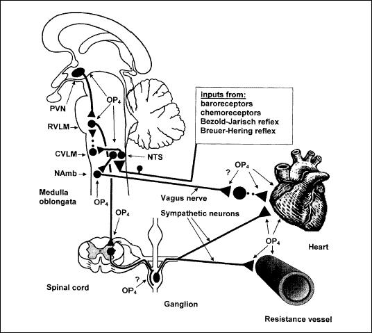 Distribution of opioid OP4 receptors involved in the regulation of cardiovascular function. Various locations of OP4 receptors as suggested by functional studies are shown. Excitatory neurons are represented by solid lines, inhibitory neurons are represented by dotted lines. Abbreviations: CVLM - caudal ventrolateral medulla; NAmb - nucleus ambiguus; NTS - nucleus tractus solitarii; PVN - paraventricular nucleus; RVLM - rostral ventrolateral medulla.[8]