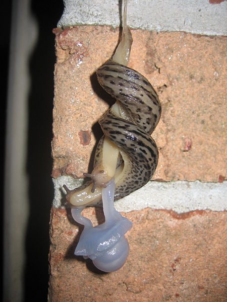Mating Great Grey Slug found in Maryland, USA