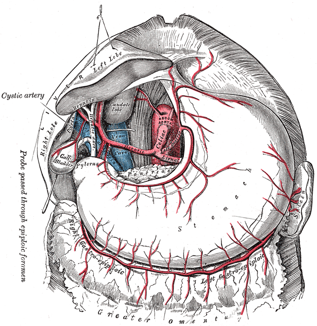 The celiac artery and its branches; the liver has been raised, and the lesser omentum and anterior layer of the greater omentum removed.