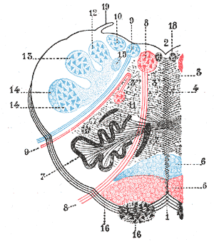 The formatio reticularis of the medulla oblongata, shown by a transverse section passing through the middle of the olive.