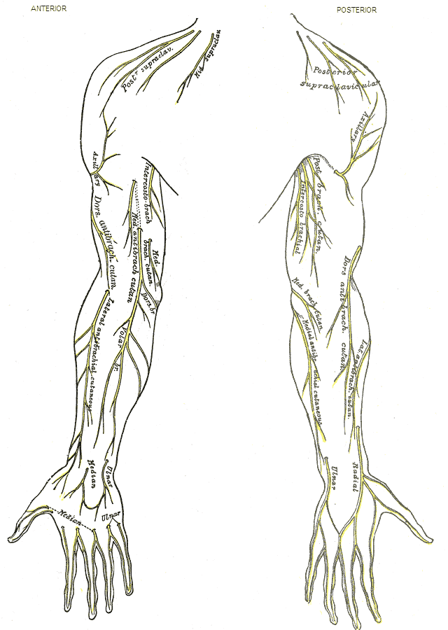 Cutaneous nerves of right upper extremity.