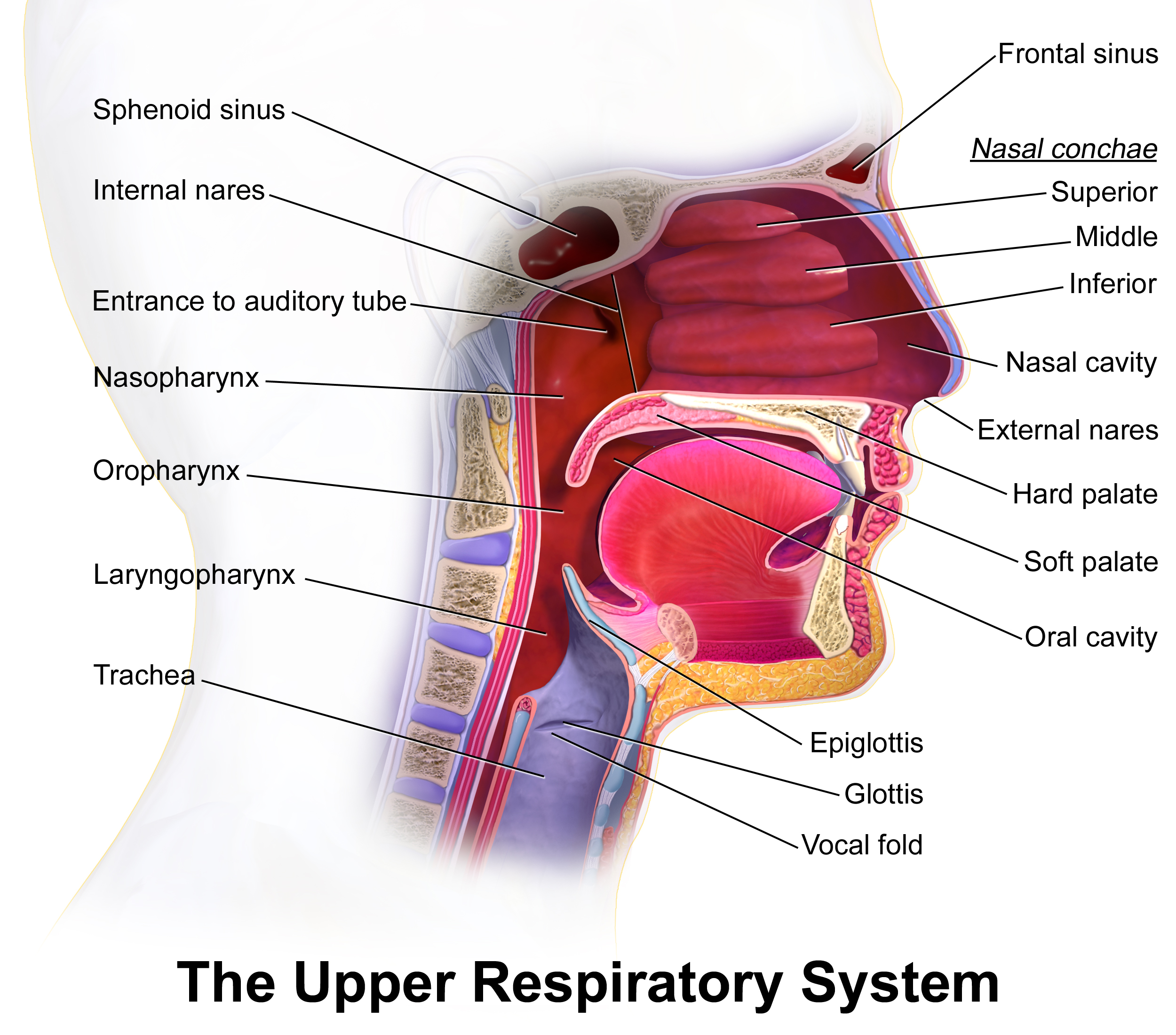 File:UpperRespiratorySystem.png