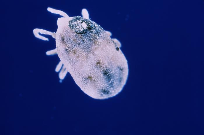 Under a magnification of 6.5X, this image depicts a dorsal view of a soft tick, Ornithodoros hermsi, which is a known vector for the disease tick-borne relapsing fever (TBRF), which is a bacterial infection characterized by recurring episodes of fever, headache, muscle and joint aches, and nausea. It is caused by certain species of Borrelia spirochetes. From Public Health Image Library (PHIL). [2]
