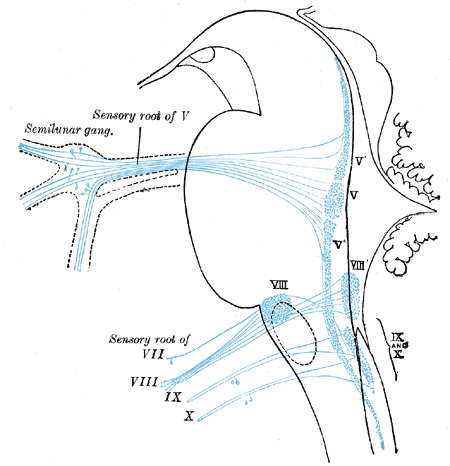 Primary terminal nuclei of the afferent (sensory) cranial nerves schematically represented; lateral view.