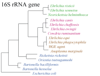 Figure D. Genetic relationship of Ehrlichia species and other bacteria based on similarity of 16rRNA gene