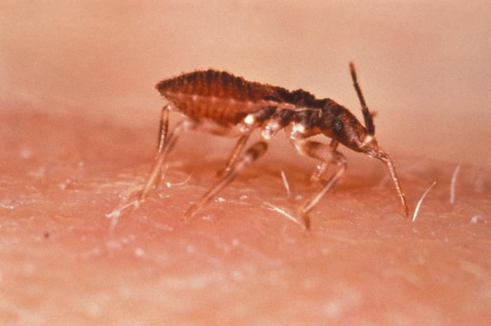 Triatoma infestans or the “Kissing Bug”, “Assassin Bug”, or “Cone-Nose Bug”, is a vector for Chagas' Disease. From Public Health Image Library (PHIL). [5]