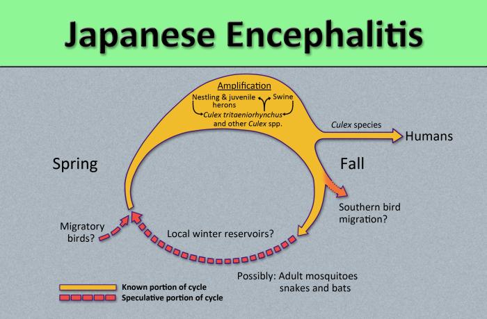 Diagram illustrates the methods by which the arbovirus, Japanese encephalitis virus (JEV) reproduces and amplifies itself in the avian populations, and is subsequently transmitted to human beings as the dead end host. From Public Health Image Library (PHIL). [6]