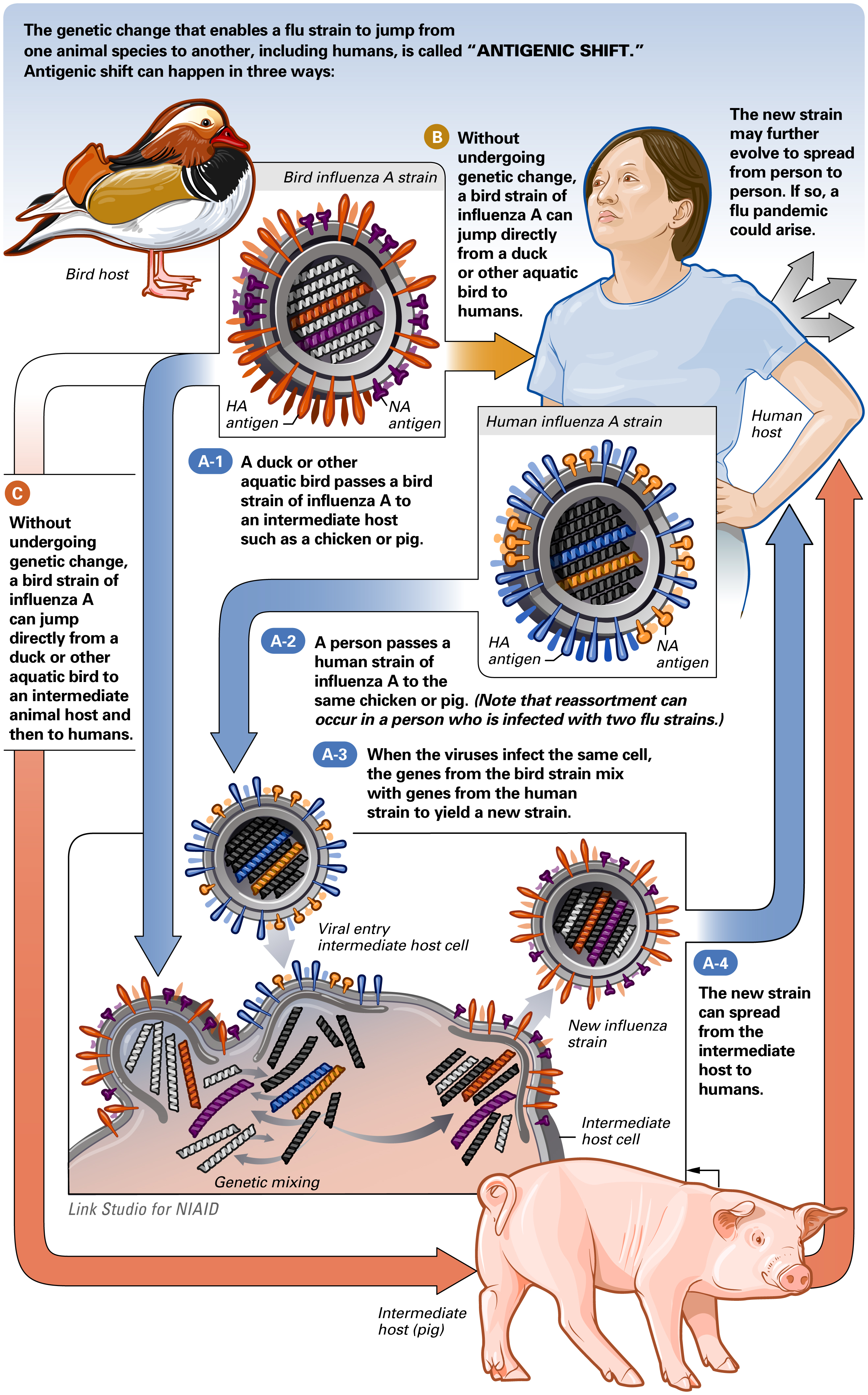 Antigenic Shift Click on the image to expand. Image courtesy of the National Institute of Allergy and Infectious Diseases (NIAID) [2]