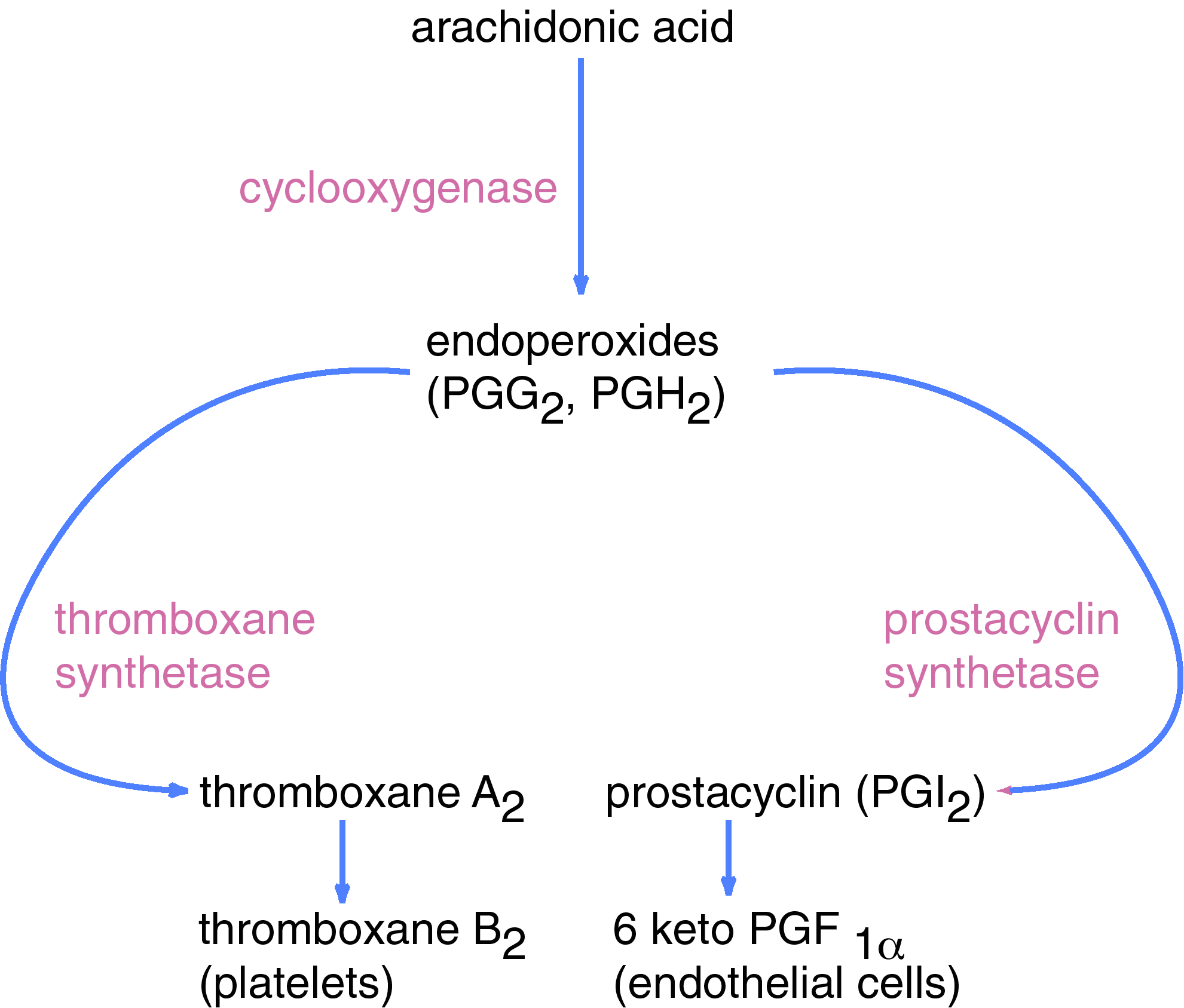 Thromboxane synthesis
