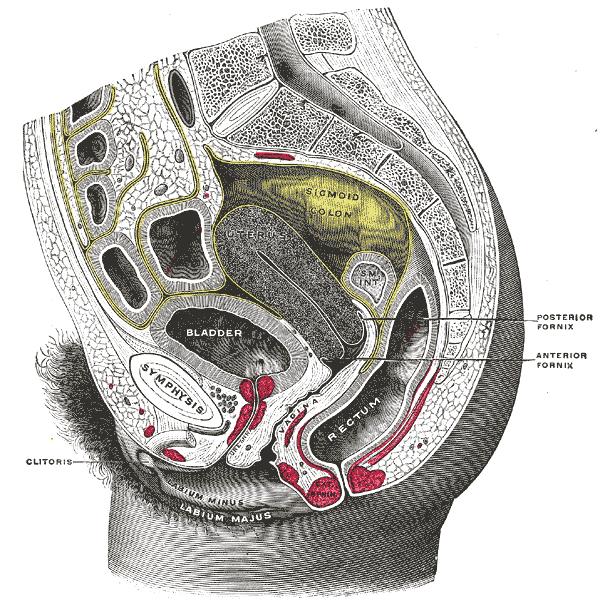 Sagittal section of the lower part of the trunk, right segment.