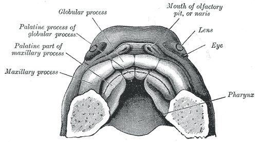 The roof of the mouth of a human embryo, aged about two and a half months, showing the mode of formation of the palate.