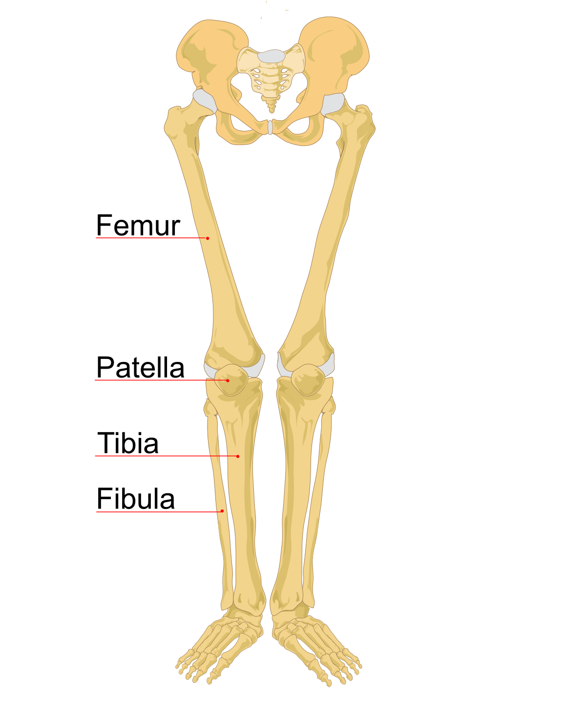 File:1200px-Human leg bones labeled.svg.png