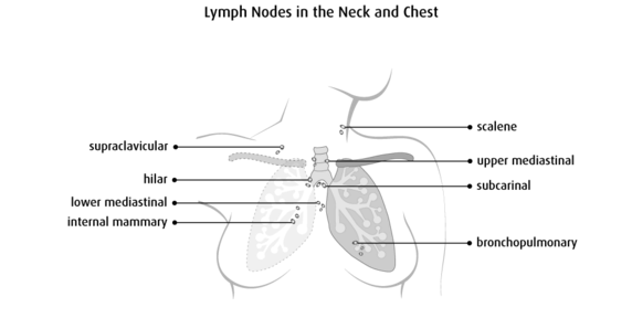Lymph nodes in the neck and chest.[2]