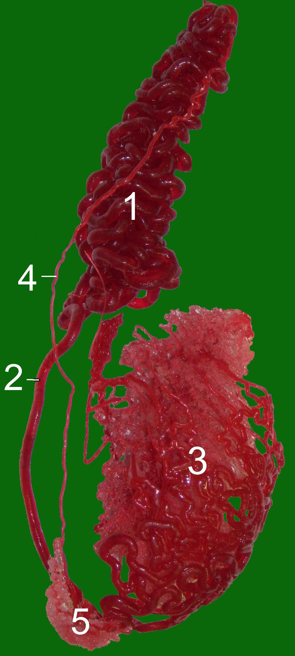 Testicular artery of a bull (steer).
