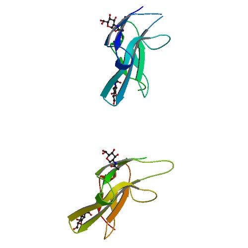 File:PBB Protein ACVR2A image.jpg