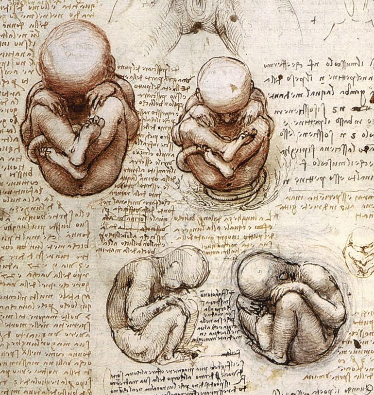 File:Views of a Foetus in the Womb.jpg