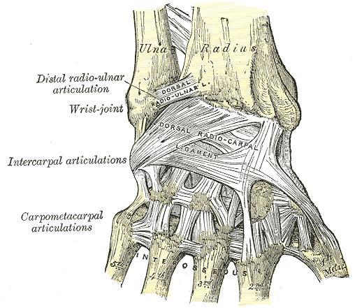 Ligaments of wrist. Posterior view.