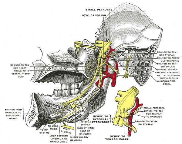 Mandibular division of trifacial nerve, seen from the middle line.