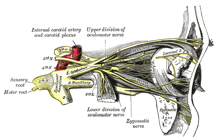 Detailed view of ophthalmic nerve, shown in yellow.