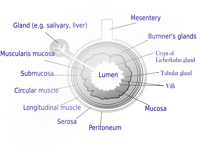 General structure of the gut wall showing the submucosa.