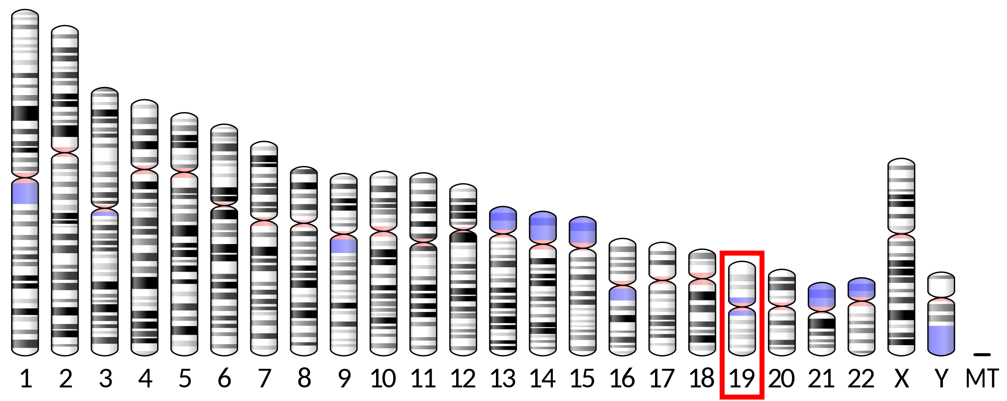 File:Ideogram human chromosome 19.svg.png